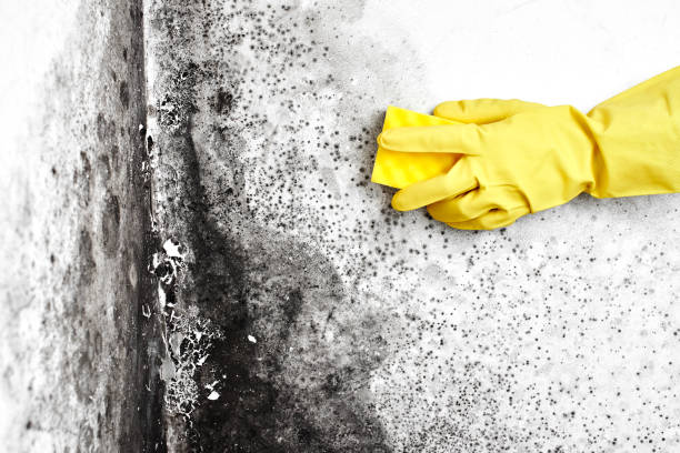 Best Toxic Mold Removal  in Sunrise Beach Village, TX