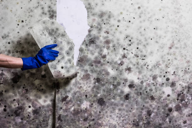Mold Testing and Removal in Sunrise Beach Village, TX